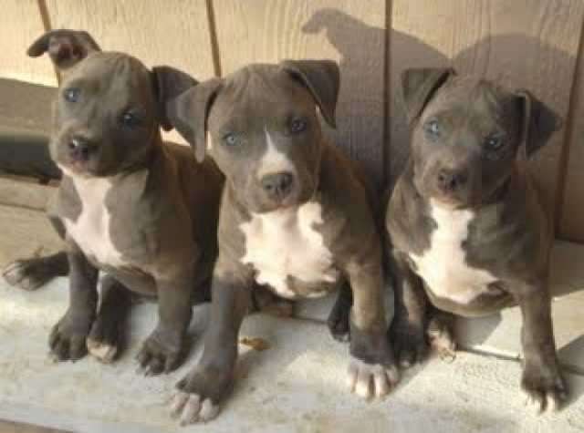 Pitbull Blueline welpen